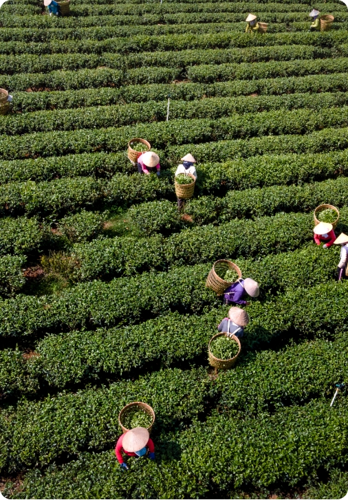 tea pickers harvesting tea leaves