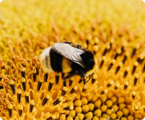 close up of bumble bee collecting pollen from flower head